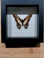 Geel en zwart vlinderframe, Ophalen of Verzenden, Nieuw