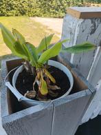 Bananenplant, Ophalen