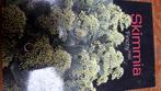 Skimmia japonica Finchy, Jardin & Terrasse, Plantes | Arbustes & Haies, Enlèvement