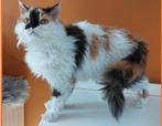 Selkirk rex dame, Dieren en Toebehoren, Katten en Kittens | Raskatten | Langhaar, Poes, Gechipt, 3 tot 5 jaar