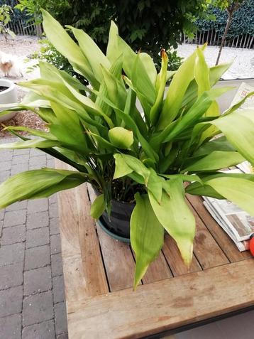 Aspidistra volw plant.  beschikbaar voor biedingen