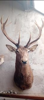 Opgezet groot edelhert, Ophalen