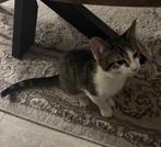Kat te koop - 3,5 maanden oud, 0 tot 2 jaar