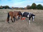 Pony's, Dieren en Toebehoren, Pony's, Hengst, B