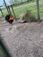 Waasse kriel haan 2023, Dieren en Toebehoren
