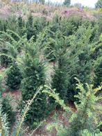 Taxus baccata met kluit, Enlèvement