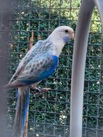 Rosella's 25, Meerdere dieren, Parkiet, Geringd