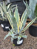 Agave Americana, Jardin & Terrasse, Plantes | Jardin, Enlèvement