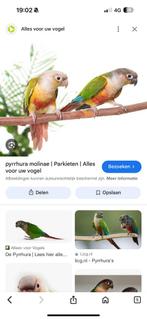 Koppel purrhura split lutino, Tickets en Kaartjes