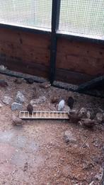 Chineese kwartels, Dieren en Toebehoren, Pluimvee, Meerdere dieren, Overige soorten