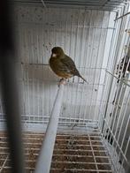 Canari male, Animaux & Accessoires, Oiseaux | Canaris, Canari de couleur, Mâle