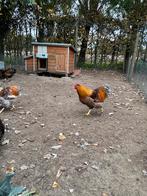 Wyandotte kriel, Dieren en Toebehoren, Pluimvee, Meerdere dieren, Kip