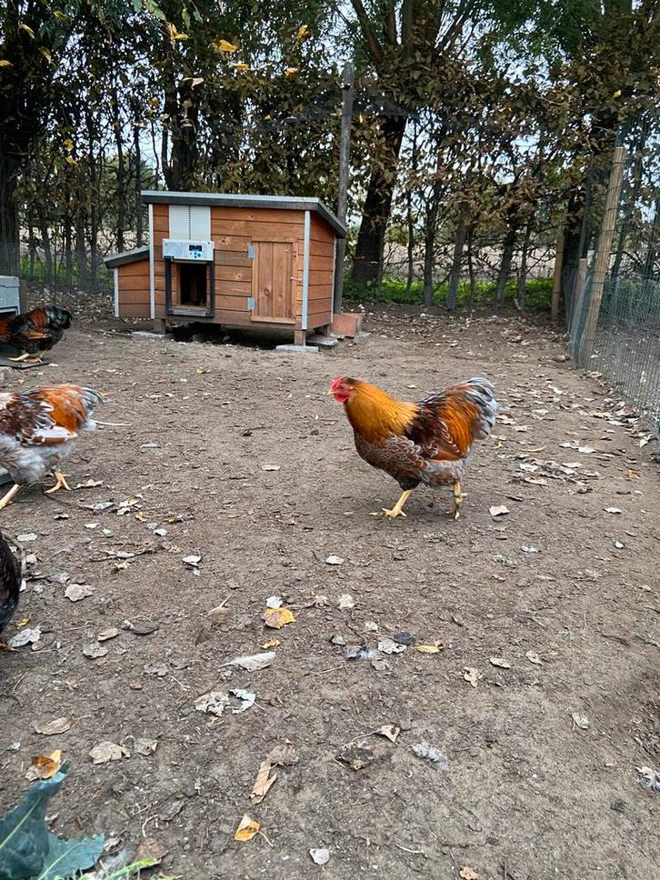 Wyandotte kriel, Dieren en Toebehoren, Pluimvee, Kip, Meerdere dieren