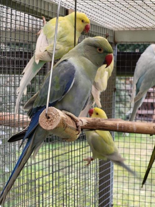 2 jonge halsband parkieten 2024, Dieren en Toebehoren, Vogels | Parkieten en Papegaaien, Parkiet, Geslacht onbekend, Geringd