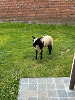 Baggerbonte lammers, Vrouwelijk, Schaap, 0 tot 2 jaar