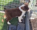 Border Collie pups groeien op in huiselijke kring en poezen, Dieren en Toebehoren, Honden | Herdershonden en Veedrijvers, Parvo
