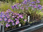 Aster ‘schöne von dietlikon’, Tuin en Terras, Ophalen