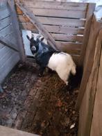 Dwerggeit, Dieren en Toebehoren, Schapen, Geiten en Varkens, Mannelijk, Geit, 0 tot 2 jaar
