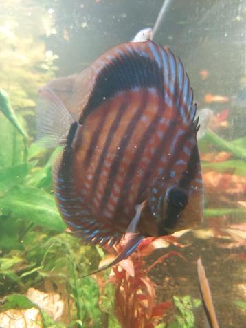 Discus