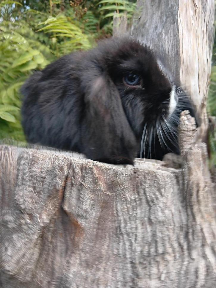 Nederlandse dwerg hangoor konijnen, Dieren en Toebehoren, Konijnen, Dwerg, Meerdere dieren, 0 tot 2 jaar, Hangoor