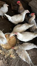Poule de Bresse henen, Animaux & Accessoires, Volatiles, Poule ou poulet, Femelle