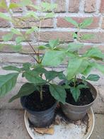 Boom - es, Tuin en Terras, Planten | Tuinplanten, Ophalen of Verzenden
