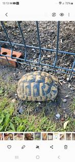 Tortue, Animaux & Accessoires, Reptiles & Amphibiens | Accessoires