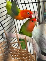 Papagaien agapornies te koop met kooi, Dieren en Toebehoren, Ophalen