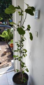 Ficus carica (Figuier), Jardin & Terrasse, Plantes | Arbres, Enlèvement