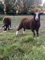 Zwarbles rammen, Dieren en Toebehoren, Schapen, Geiten en Varkens, Mannelijk, Schaap, 0 tot 2 jaar