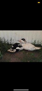 Jonge barberie eenden, Dieren en Toebehoren, Pluimvee, Meerdere dieren, Eend