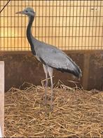 Kweekpaar jufferkraanvogels + jong, Dieren en Toebehoren, Pluimvee, Meerdere dieren, Overige soorten