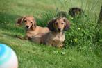 Teckel pups langhaar geboren in Belgie, België, 8 tot 15 weken, Dwerg, Langhaar