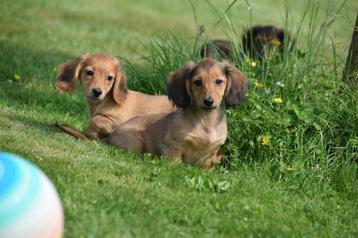 Teckel pups langhaar geboren in Belgie beschikbaar voor biedingen
