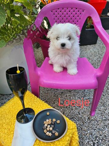 Maltezer kruising: Maltipoms, Parvovirose, Bichon maltais, 8 à 15 semaines, Plusieurs