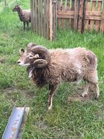 schapen scheren, Schaap