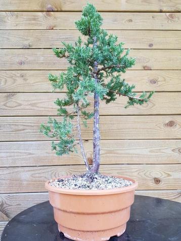 Pre-bonsai: Juniperus communis – Jeneverbes – Genévrier beschikbaar voor biedingen
