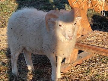 Ouessant witte ramlam beschikbaar voor biedingen