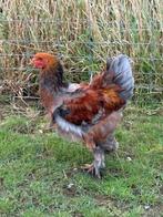 Brahma kip haantje, Dieren en Toebehoren, Pluimvee, Mannelijk, Kip