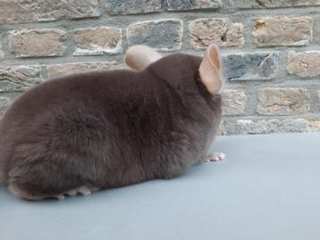 Chinchilla : Mooie Brown ebony bok