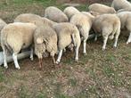 Rammen, Dieren en Toebehoren, Schapen, Geiten en Varkens