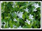 Vinca Minor Alba (Kleine witte maagdenpalm), Tuin en Terras, Zomer, Vaste plant, Bodembedekkers, Ophalen