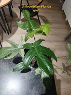 philodendron Florida gost, Ophalen