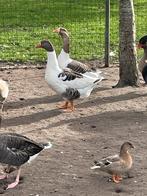 Vlaamse gans, Dieren en Toebehoren, Pluimvee, Vrouwelijk, Gans of Zwaan