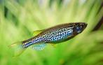 Leopard ( luipaard ) danio, Dieren en Toebehoren, Vissen | Aquariumvissen
