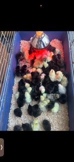 Kuikens ga h mong,ayam cemani te koop, Geslacht onbekend, Kip