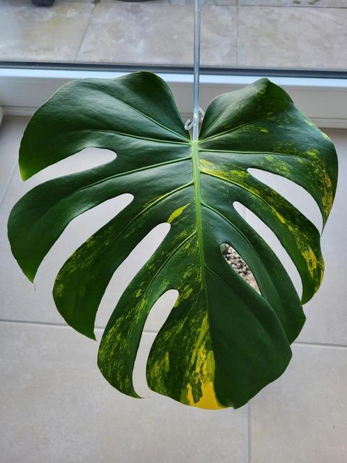 Monstera deliciosa aurea (large form), Huis en Inrichting, Kamerplanten, Overige soorten, 100 tot 150 cm, Groene kamerplant, Halfschaduw