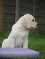 Labrador pups, Dieren en Toebehoren, Honden | Retrievers, Spaniëls en Waterhonden, CDV (hondenziekte), Meerdere, 8 tot 15 weken