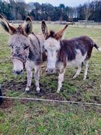 Ezels te koop, Dieren en Toebehoren, Paarden, Meerdere dieren, Gechipt