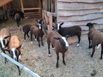 Zwartbles lammeren, Dieren en Toebehoren